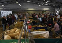 Early Ram Sales set for Brecon and Hereford