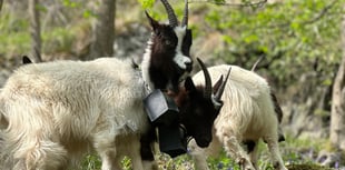 Goats help save rare moss at Stanner Rocks