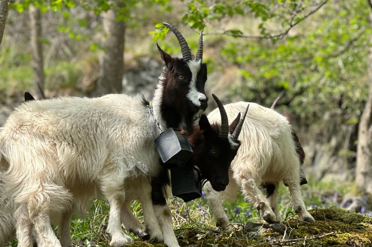 Bagot goats grazing at Stanner Rocks, helping to restore habitat for two of Wales’ rarest moss species