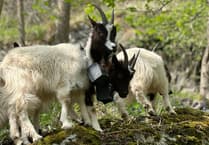 Goats help save rare moss at Stanner Rocks