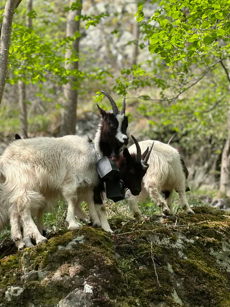 Bagot goats grazing at Stanner Rocks, helping to restore habitat for two of Wales’ rarest moss species