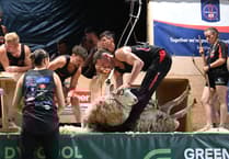 'I’m delighted': Rhayader farmer breaks British shearing records