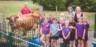 Ginger the cow visits Ysgol y Mynydd Du! 