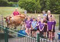 Ginger the cow visits Ysgol y Mynydd Du!
