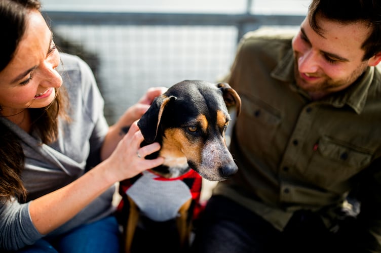 Pets are increasingly being recognised as more than property in divorce cases, with courts starting to consider their welfare and emotional bonds with families.