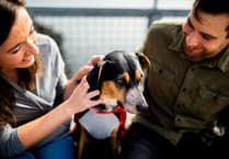 What happens to pets when you divorce?
