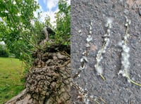 National park urges public to help track endangered tree