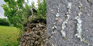 National park urges public to help track endangered tree