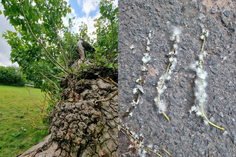 Black Poplar tree and seeds