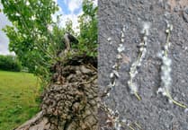 National park urges public to help track Britain’s most endangered tree