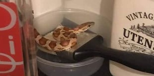 Snake escape reports could increase this summer, warns RSPCA Cymru
