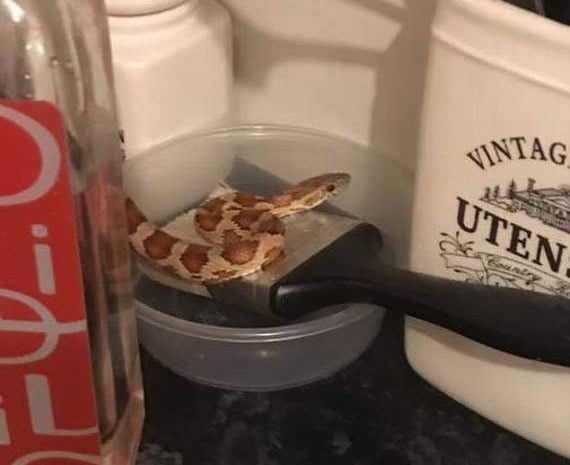 Severus, the corn snake found slithering around a Brecon kitchen in 2021