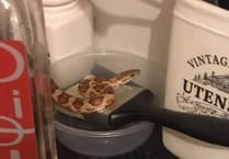 Snake escape reports could increase this summer, warns RSPCA Cymru
