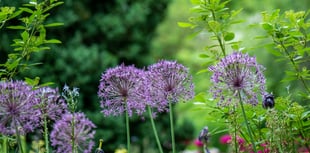 Open garden and summer fun in support of Hope House