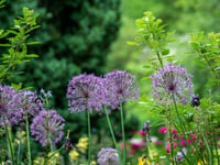Open garden and summer fun in support of Hope House