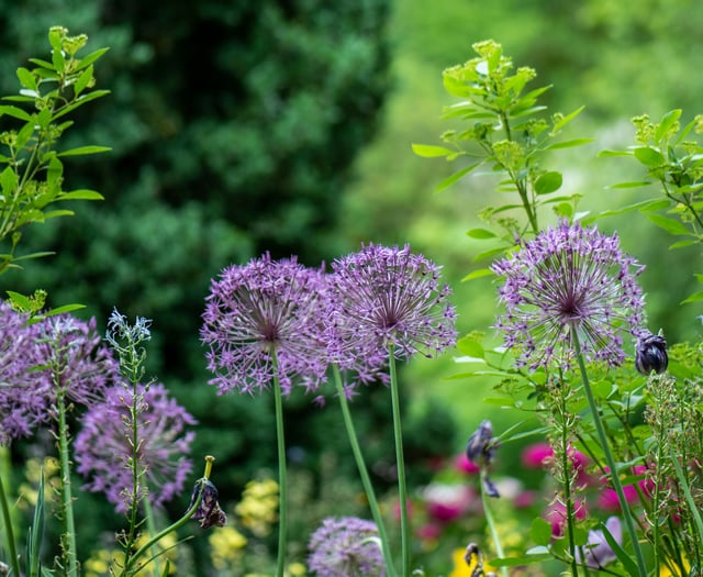 Open garden and summer fun in support of Hope House