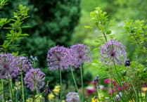 Open garden and summer fun in support of Hope House