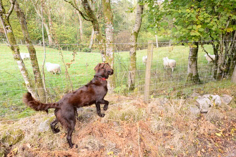 Dog near sheep - shutterstock SF Apr.may 23