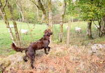 Keep dogs on leads, NSA warns