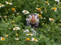 Brecon photographer wins national wildlife award