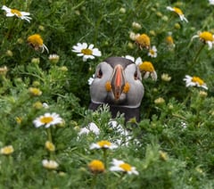 Brecon photographer wins national wildlife award