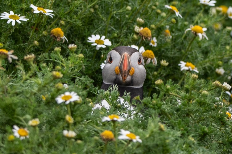 Zoe Mathias’s award-winning image ‘Peekaboo’, taken on Skomer Island, will feature on the cover of the 2026 Cuan Wildlife Rescue calendar