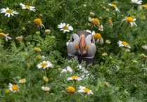 Brecon photographer wins national wildlife award