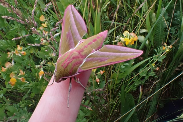 Rare opportunity to explore the wild side of Hergest Croft Gardens
