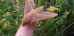 Rare opportunity to explore the wild side of Hergest Croft Gardens