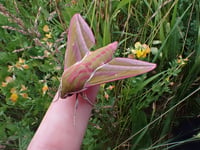Rare opportunity to explore the wild side of Hergest Croft Gardens