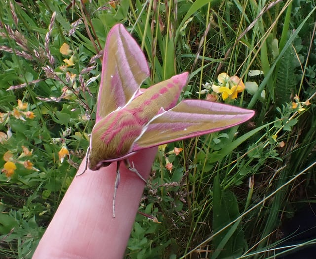 Rare opportunity to explore the wild side of Hergest Croft Gardens