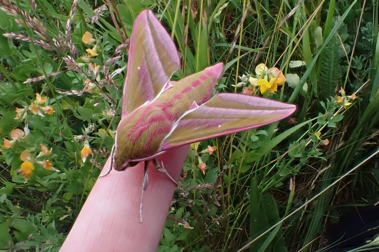 Hergest Croft - Elephant hawkmoth
