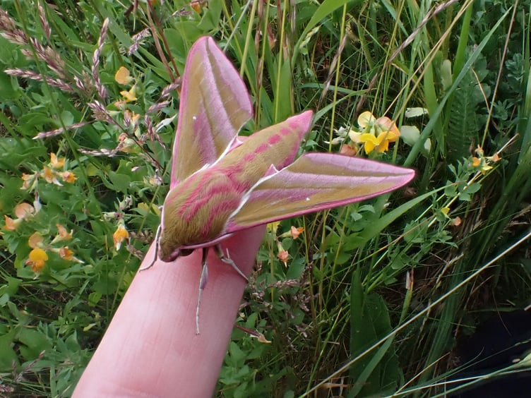 Hergest Croft - Elephant hawkmoth