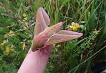 Rare opportunity to explore the wild side of Hergest Croft Gardens