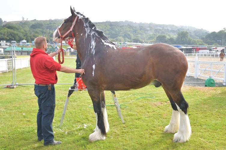 A majestic Shire horse takes centre stage in the new Heavy Horse Village
