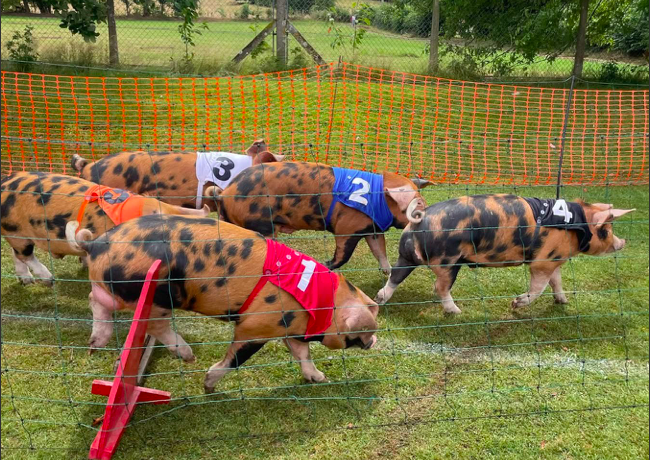 Hay Summer Show 2025