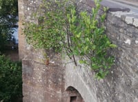 Concern over trees growing from Crickhowell Bridge stonework