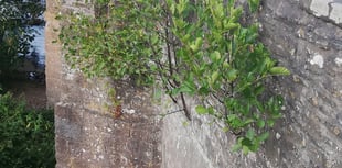 Concern over trees growing from Crickhowell Bridge stonework