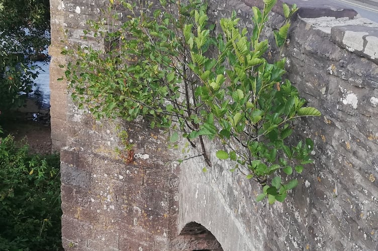Alder trees growing from the stonework of Crickhowell Bridge 