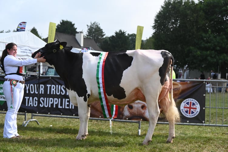 Supreme Overall Dairy Heifer: BB Sidekick Memory – Beverly Baker, Monmouthshire - Holstein