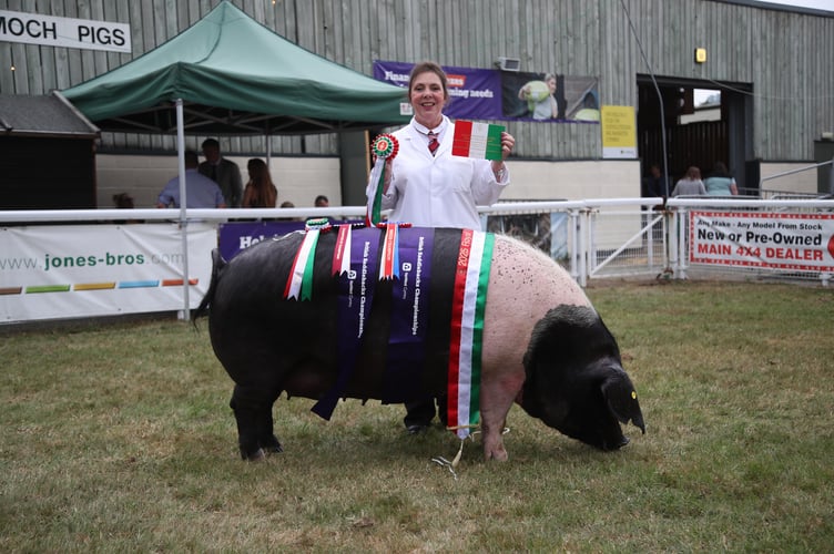 Pig Supreme Champion: Gwyndy Lotti 31 - Amanda Phillips, Monmouthshire – British Saddleback