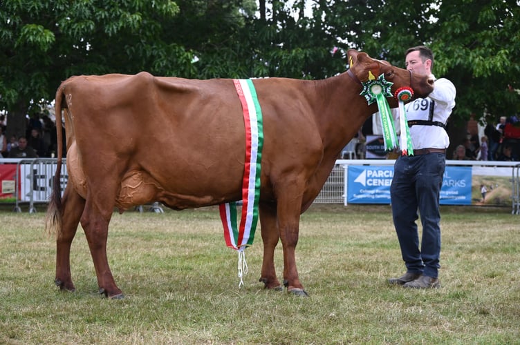 Dairy Supreme Champion: Cottonhall Bam Bam Cornelia – Messers Kite & Thomas, Pembrokeshire - Dairy Shorthorn