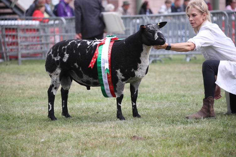 Sheep Supreme Champion: Dutch Spotted Shearling Ram - A R P & D R Wilson