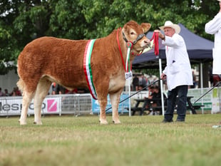 Who won big at this year's Royal Welsh Show?
