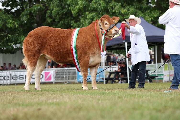 Beef Cattle Supreme Champion: Arradfoot Undin - Mr Thor Atkinson, C/O Keadyview Livestock, Powys - British Limousin