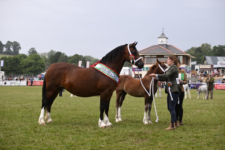 Horse Supreme Champion (Judged by Martin Clunes): Casgob Welsh Doll – Hannah Owens, Herefordshire. Welsh Cob Section D