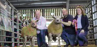 Talgarth ram tops sale charts in Brecon