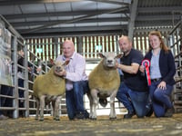 Talgarth ram tops sale charts in Brecon