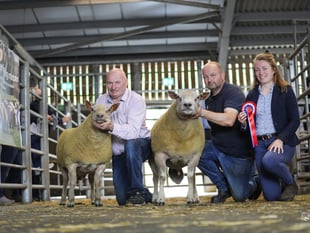 Talgarth ram tops sale charts in Brecon