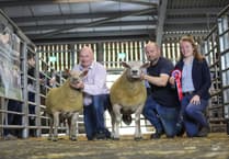 Talgarth ram tops sale charts in Brecon